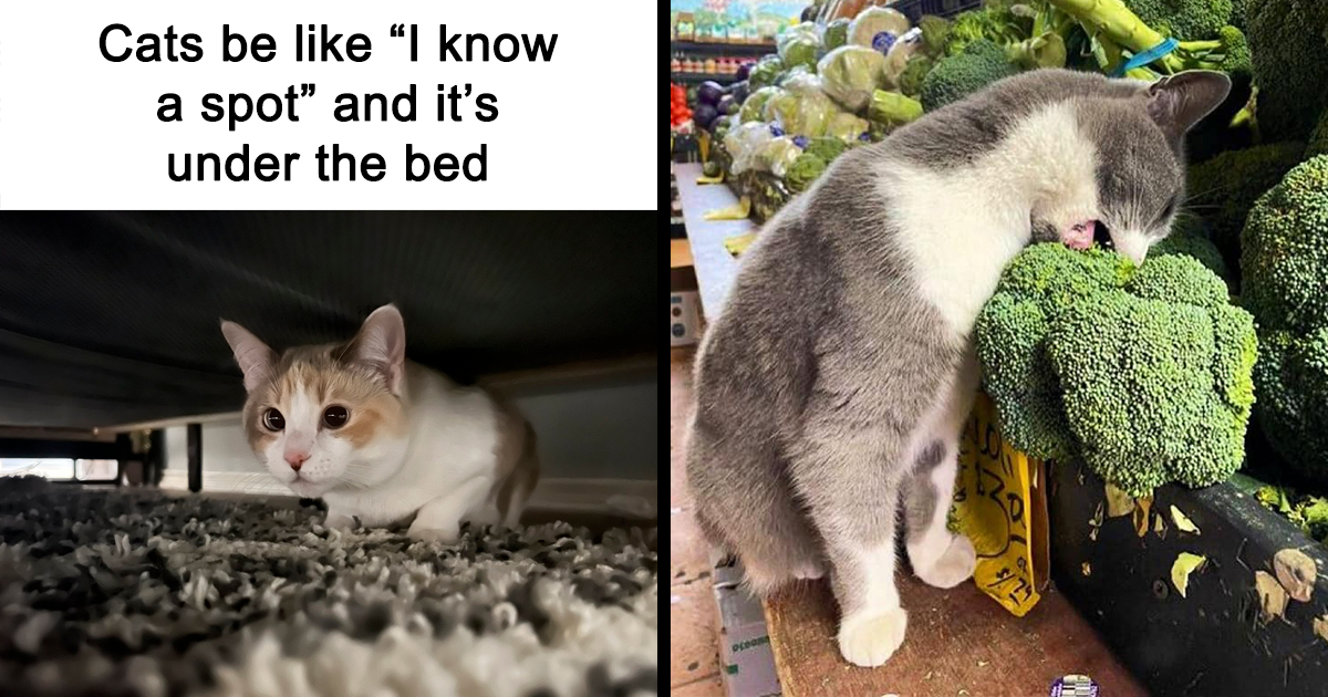 35 Times This Facebook Account Shared Funny And Cute Memes About Cats