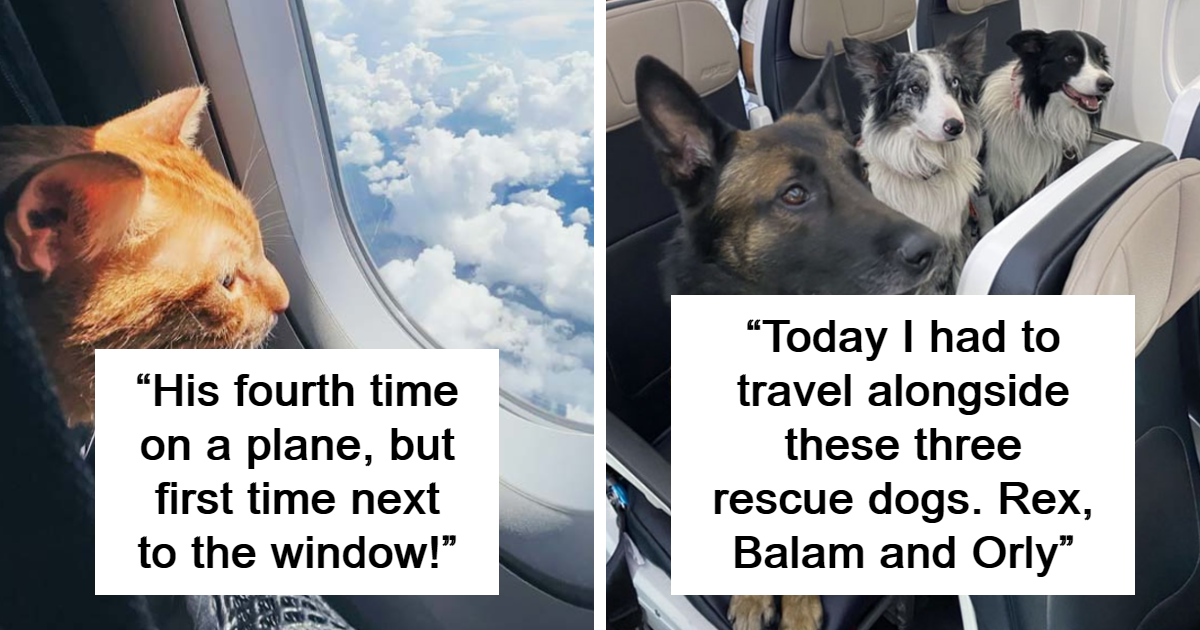 40 Furry Travelling Companions That Melted Hearts