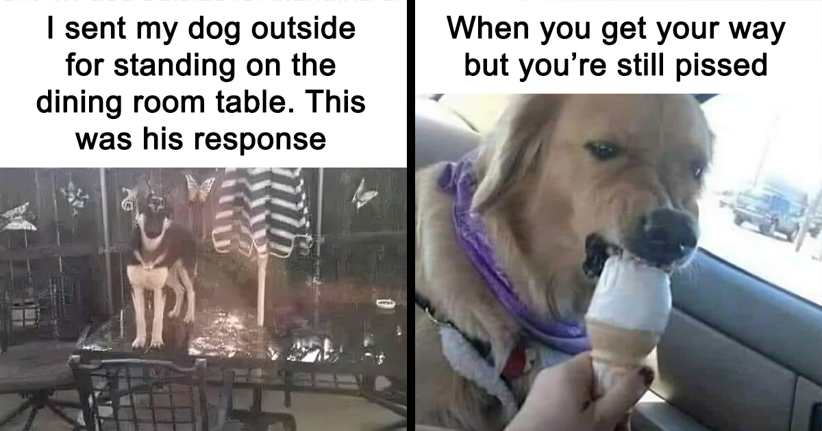 40 ‘Grumpy Animal Memes' For When You Need A Mood-Booster