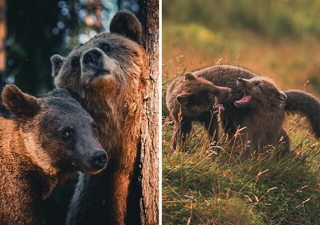 30 captivating close-ups of wilderness creatures by Konsta Punkka
