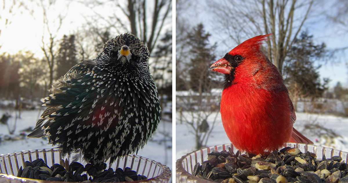 Woman's Bird Feeder Camera Captures 30 Endearing Birdy Moments