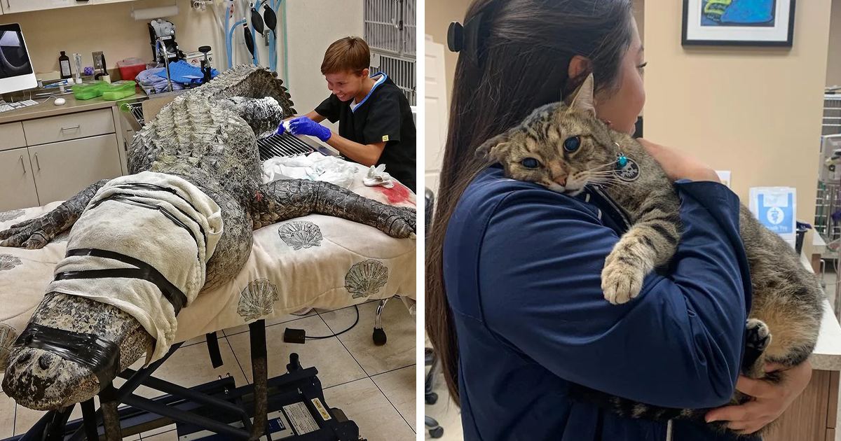 35 Funny And Heartwarming Vet Clinic Stories Shared Through Pics