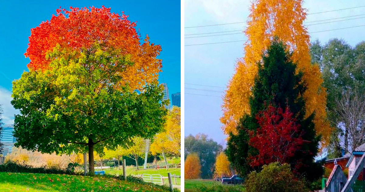 40 Of The Most Unique Visually Pleasing Plants That Exist Around Us