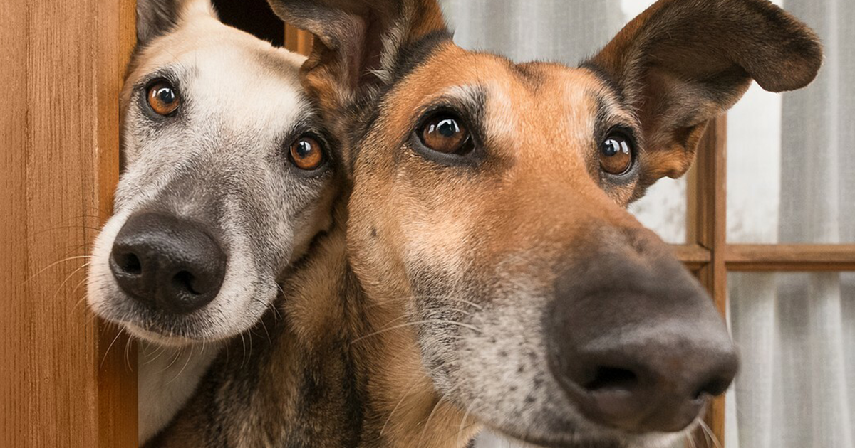 20 Dog Portraits By Elke Vogelsang That Are Wonderfully Expressive