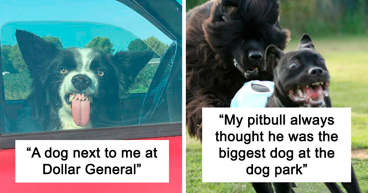 "Seriously, Human?”: 40 Candid Photos Of Animal Facial Expressions