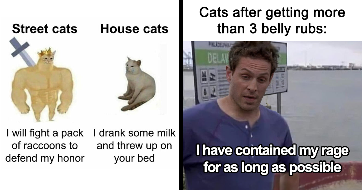 35 Hilarious Pics Of 'Animals With Vibing Auras' Doing Random Things
