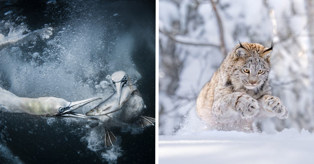 20 Winning Images From The World Nature Photography Awards 2024