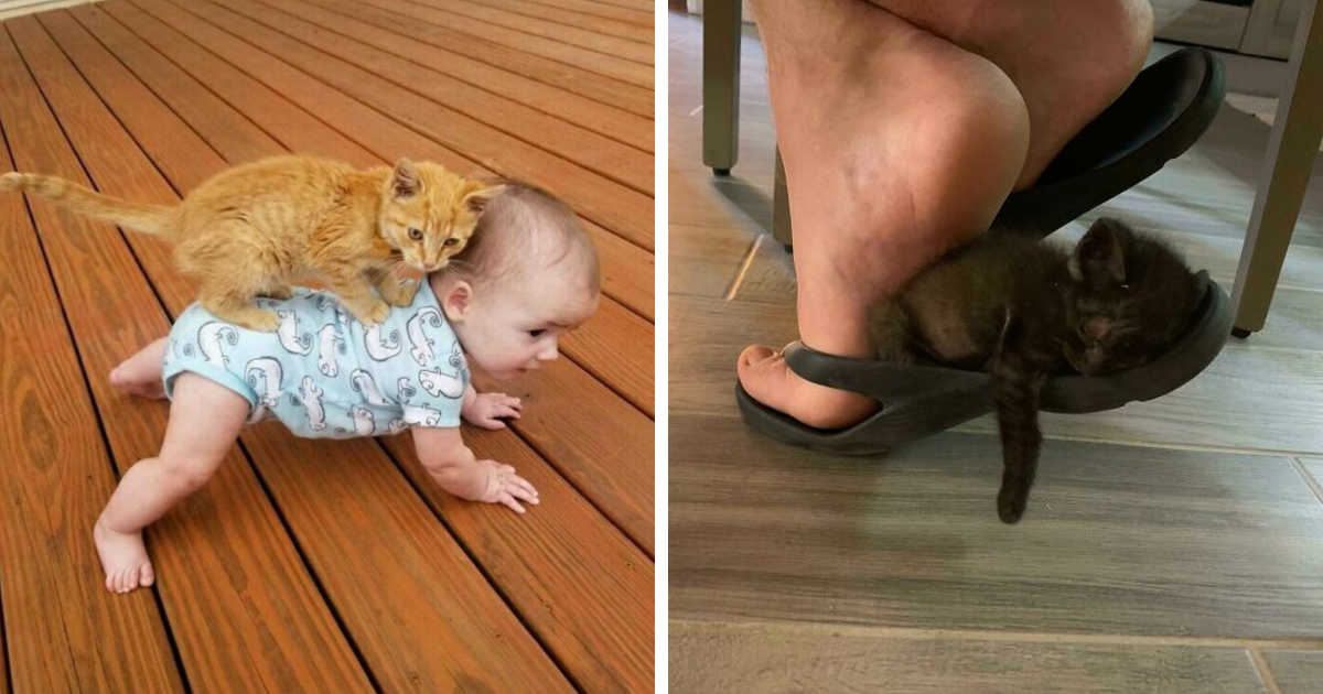 35 Cat Posts That Might Make Your Day Brighter, As Shared By This Online Page