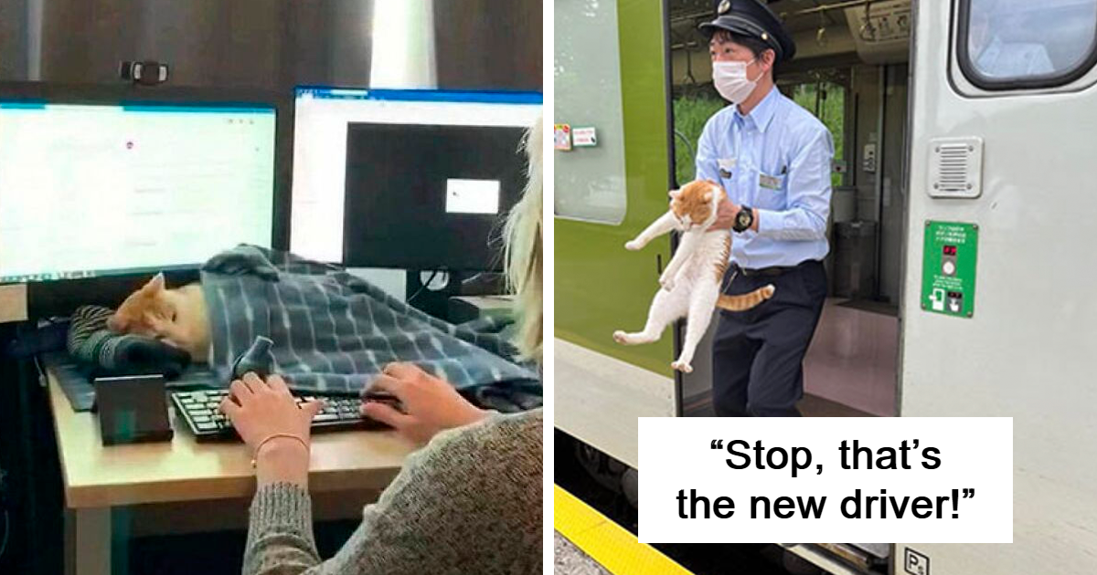 35 Cats Working Overtime To Earn Their Keep – And They’re Nailing It