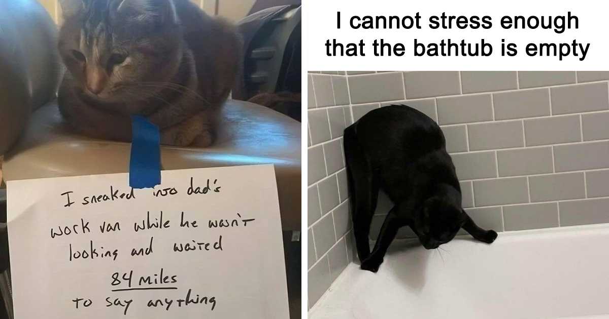 This Online Page Shares Funny And Cute Cat Memes And Here Are 35 Of The Most Interesting Ones