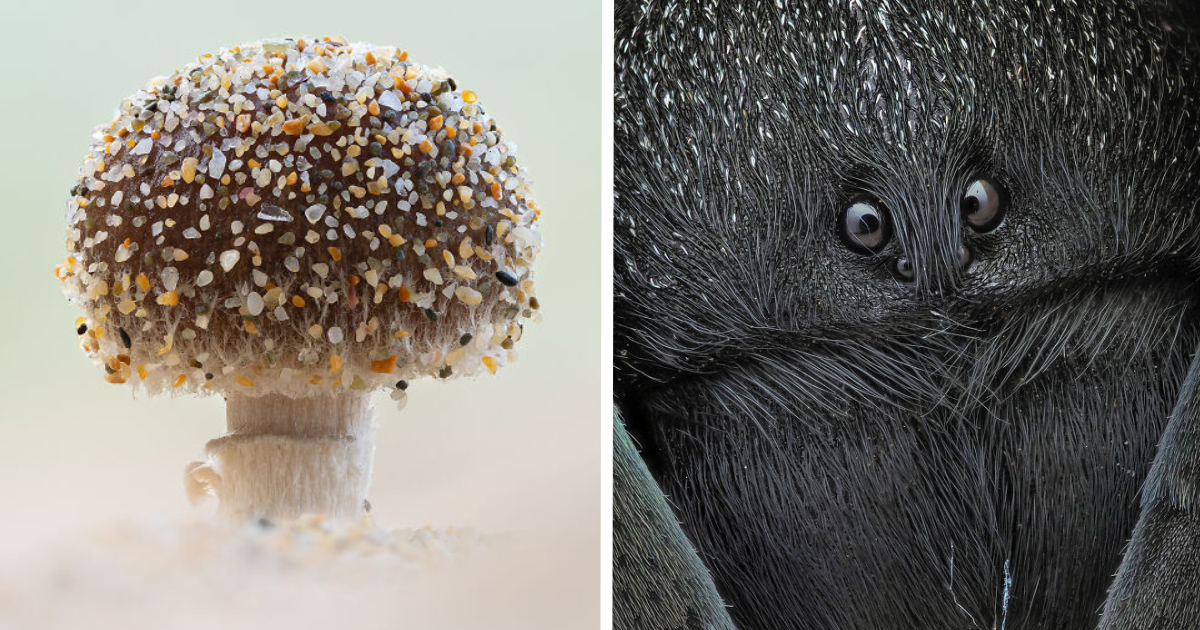 30 Photos That Made It To The Winning List Of Close-Up Photographer Of The Year 2024
