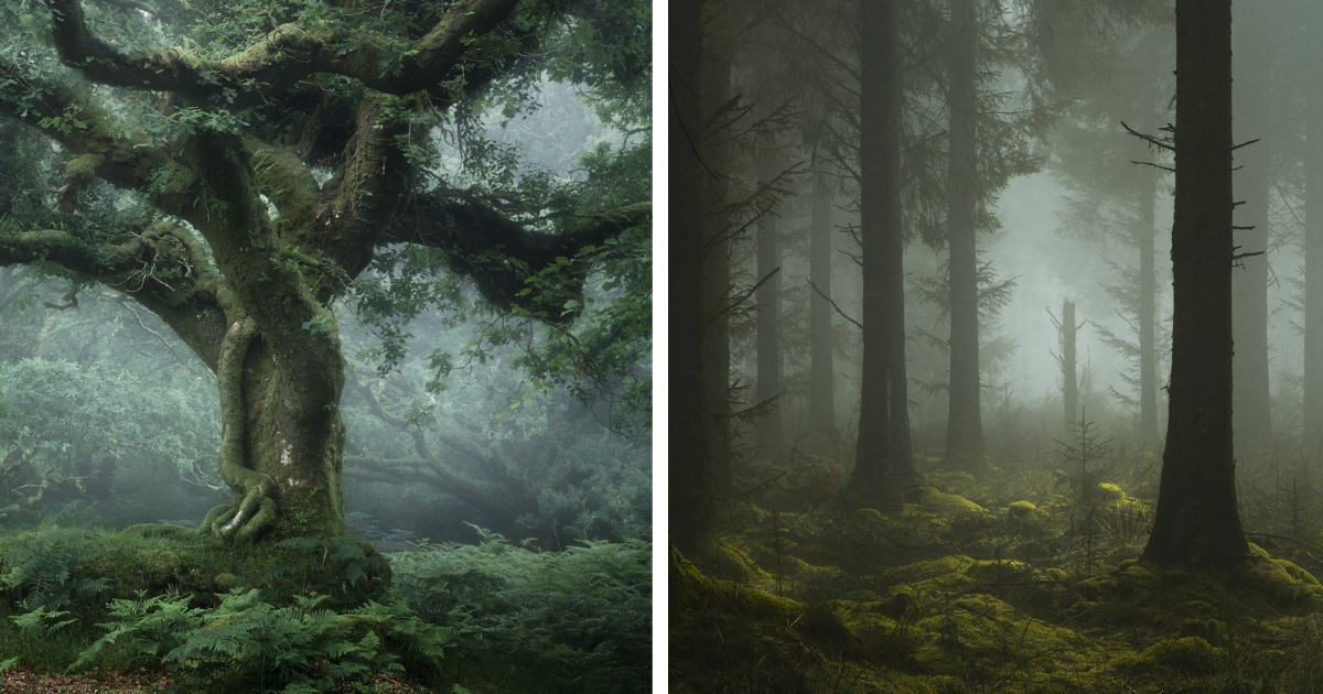 20 Mystical Pics Of England's Forests That Might Leave You In Awe And Wonder, Captured By Neil Burnell