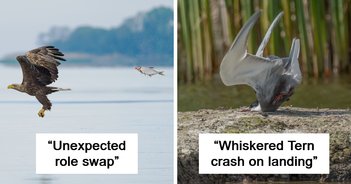 15 Winners From The Nikon Comedy Wildlife Photography Awards 2024 That Might Put A Smile On Your Face