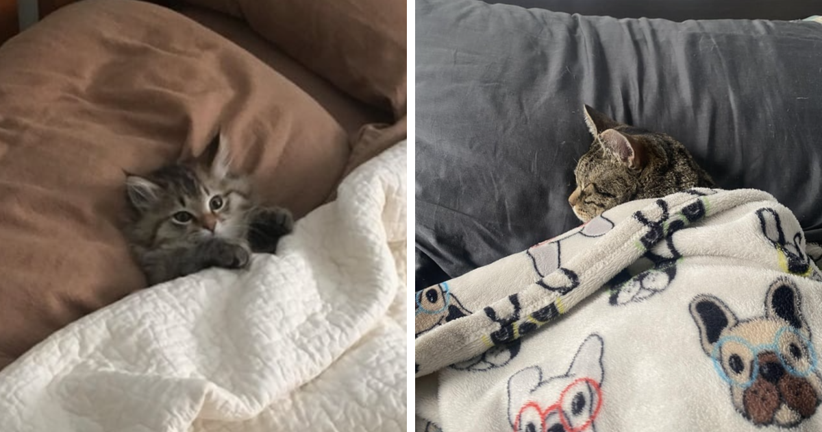 35 Fluffy Felines Show Us The Art Of Napping In Total Comfort