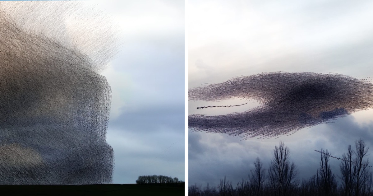 Photographer Captures The Beautiful Complexities Of Starling Murmurations