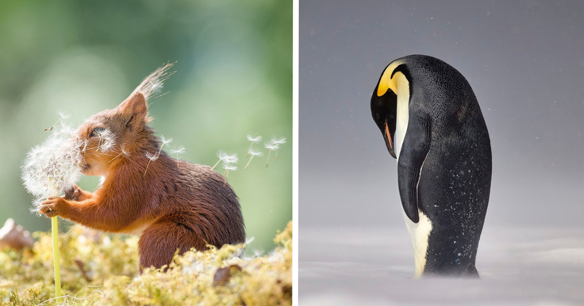 15 Powerful Wildlife Images That Claimed Victory At The 1839 Awards 2024