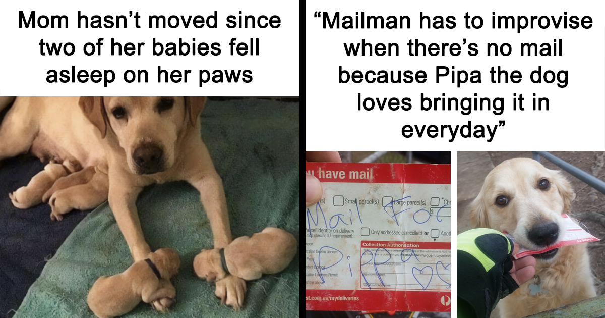 35 Rib-Tickling Memes Every Dog Lover Would Love