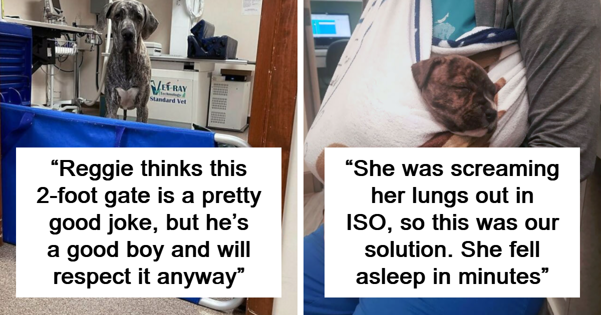 35 Wholesome Animal Photos That May Make You Want A Career As A Veterinarian