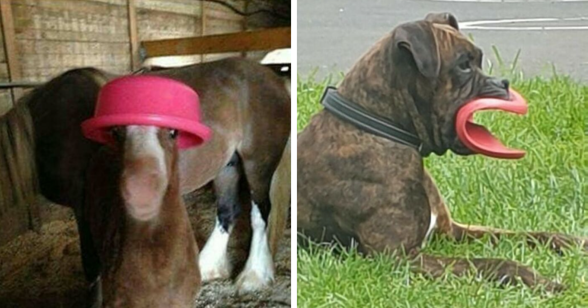 40 Hilariously Confusing Photos That Took Over The “Not My Animal” Page