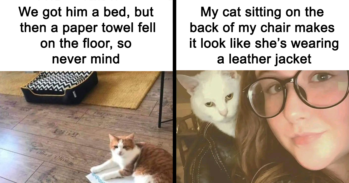 40 Times Cats Proved They’re The Funniest Little Chaos Machines