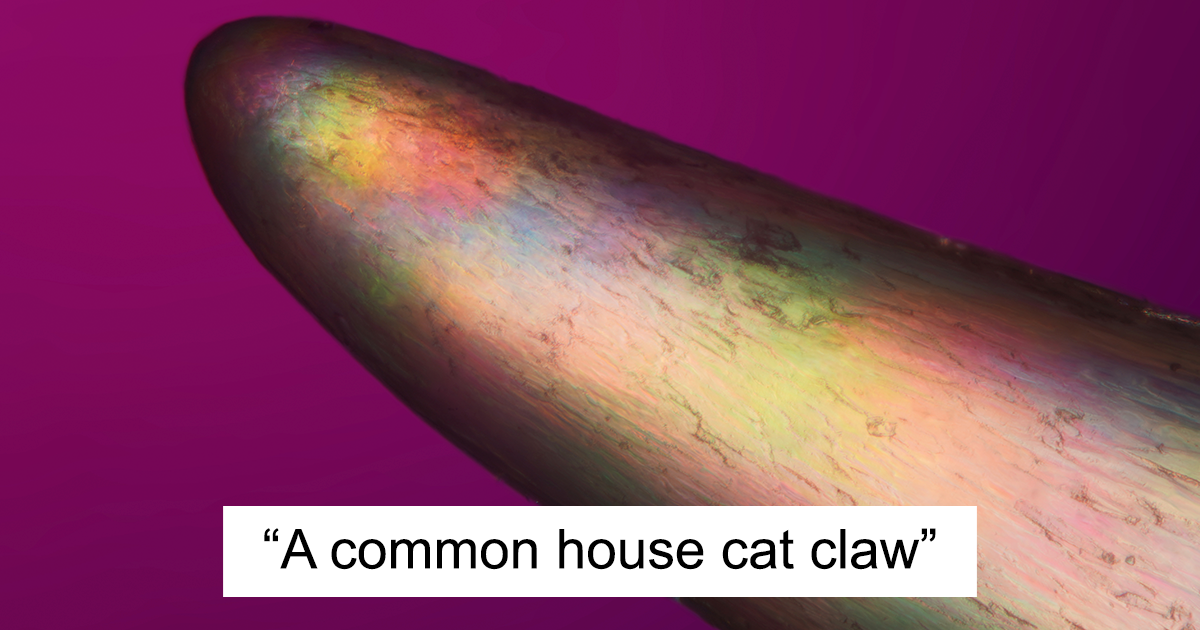 25 Images That Won At The 2024 Nikon Small World Competition
