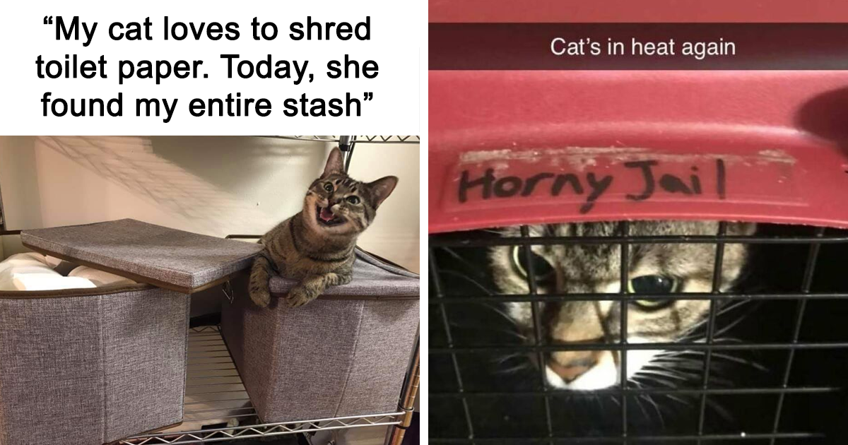 40 Hilarious Cat Memes That Might Make You Snort-Laugh