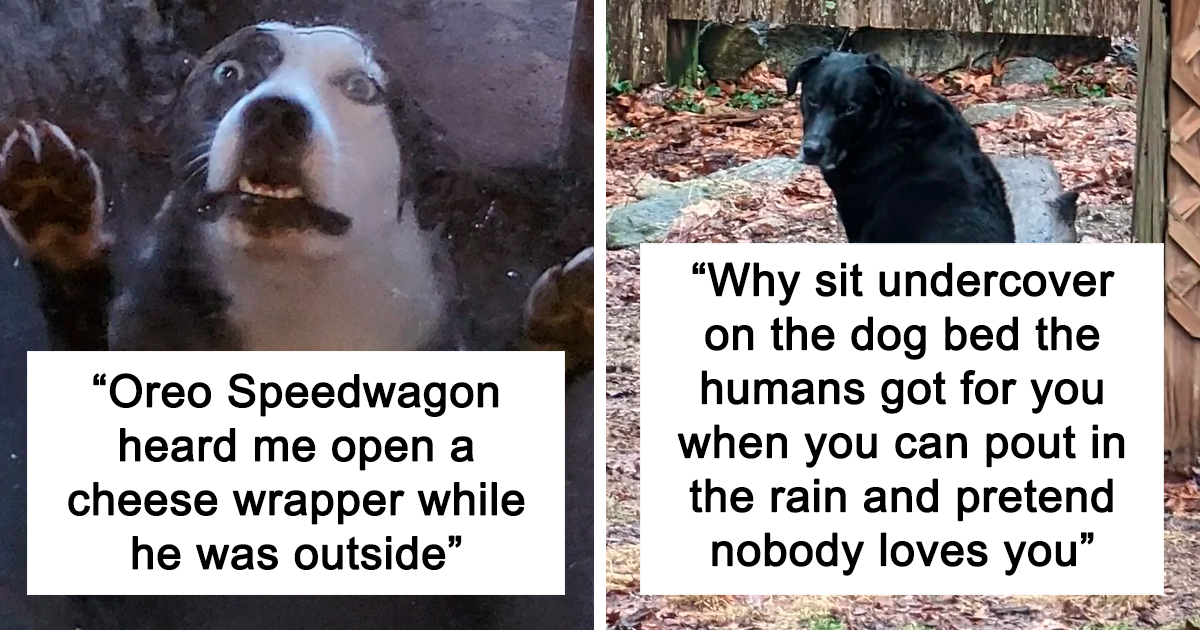 “What’s Wrong With Your Dog?”: This Online Group Is Dedicated To Random Funny Things Doggos Do