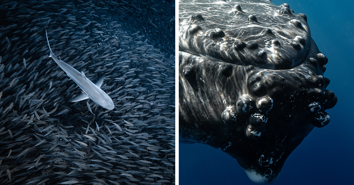 Rachel Moore’s Captivating Photos Show A Hidden World Beneath The Waves (25 Pics)