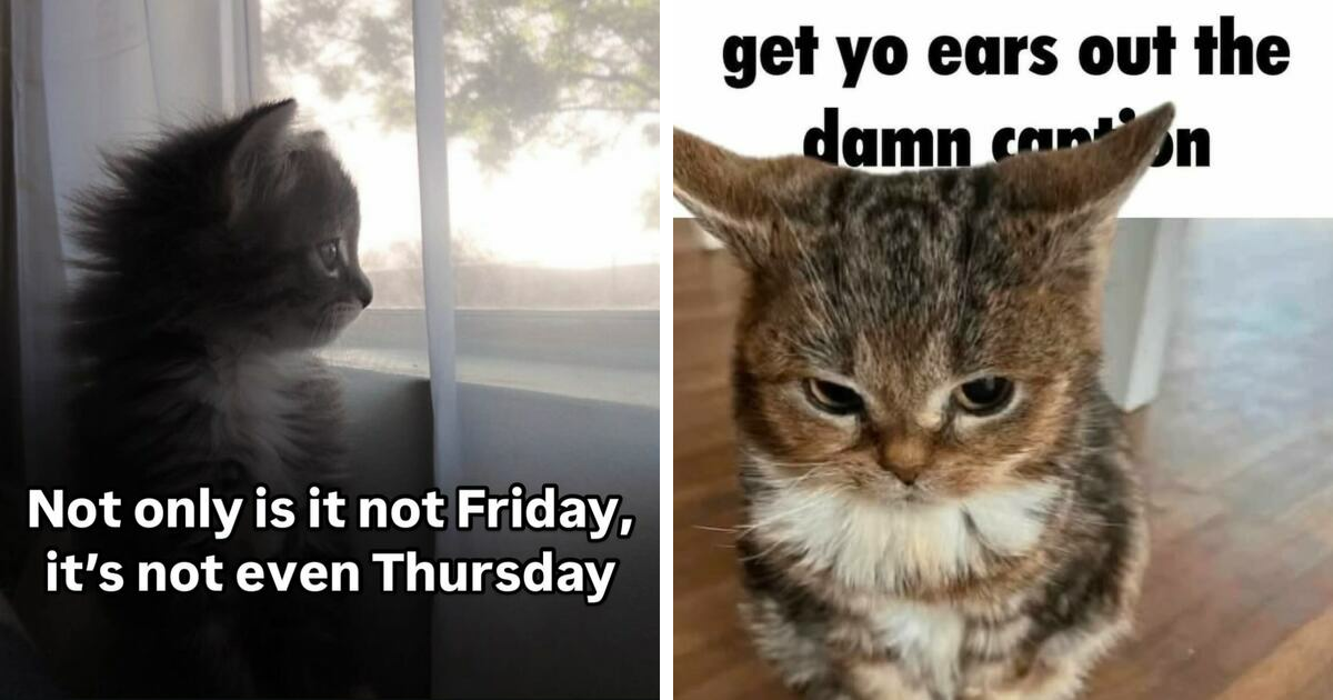 This IG Page Is Known For Amazing Cat Memes, and Here Are 30 Of The Funniest