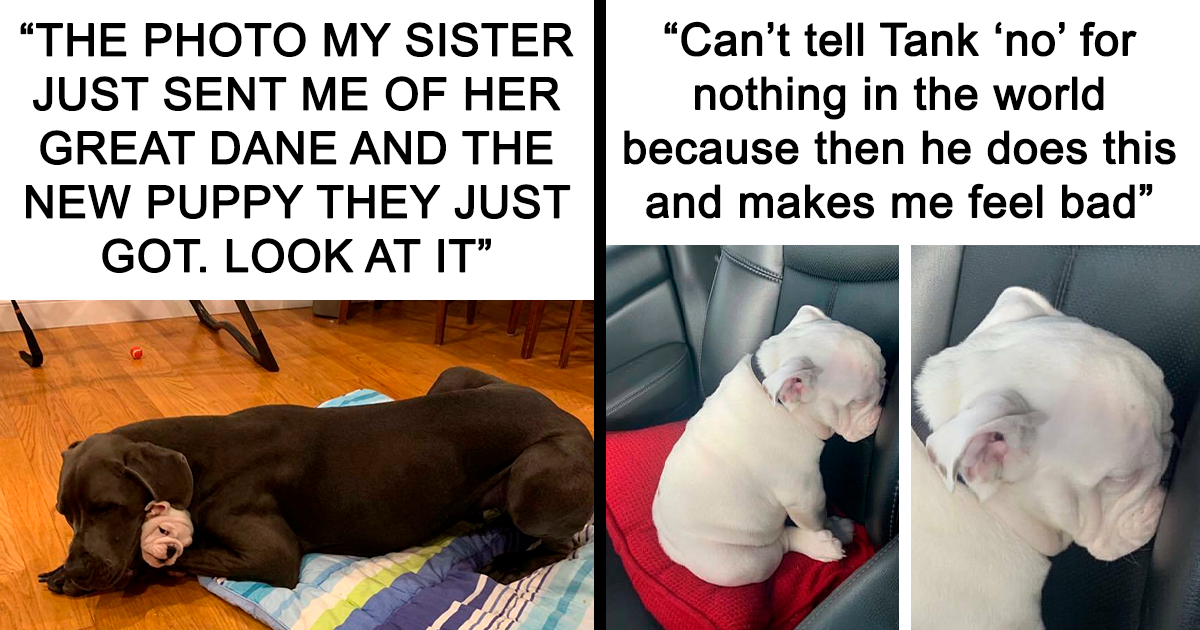 Take A Break And Enjoy These 40 Paw-sitively Hilarious Dog Memes