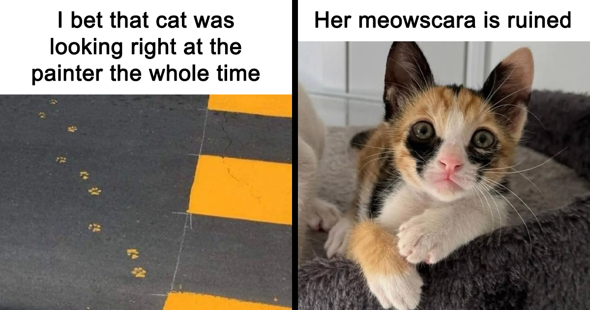 40 Cat Memes That Show Just How Dramatic and Hilarious Cats Can Be