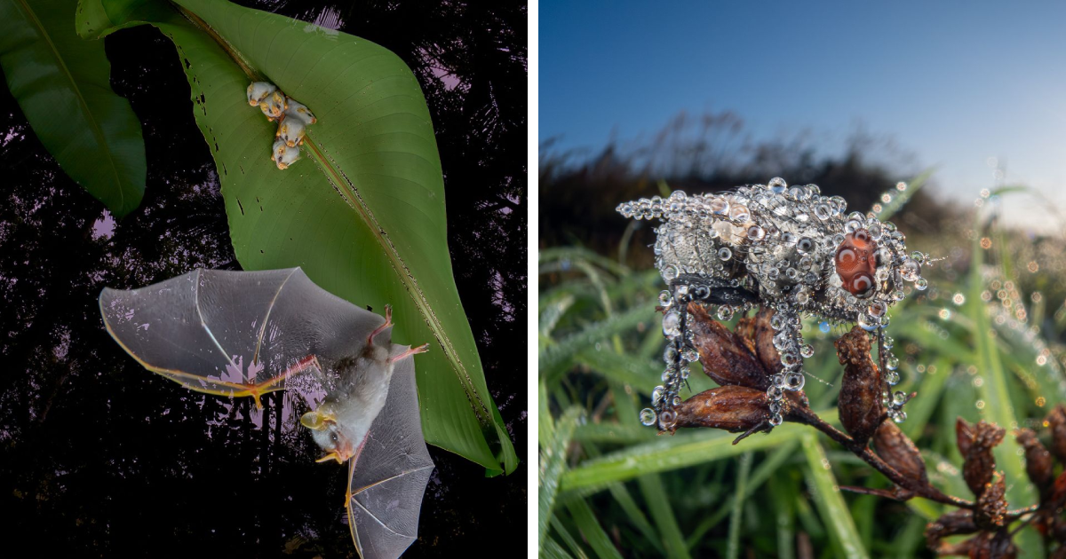 8 Breathtaking Winning Images From The BigPicture: Natural World Photography Competition