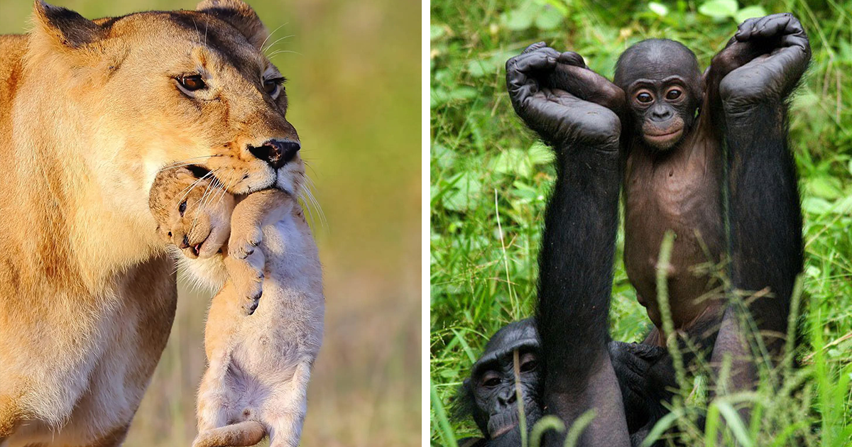 40 Times This Wildlife Photographer Showed The Majestic Side Of The Animal Kingdom