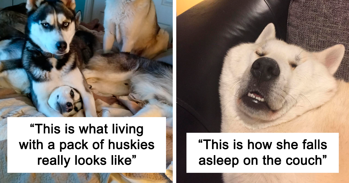 40 Times Animals Showed That They’re Big, Fluffy Weirdos