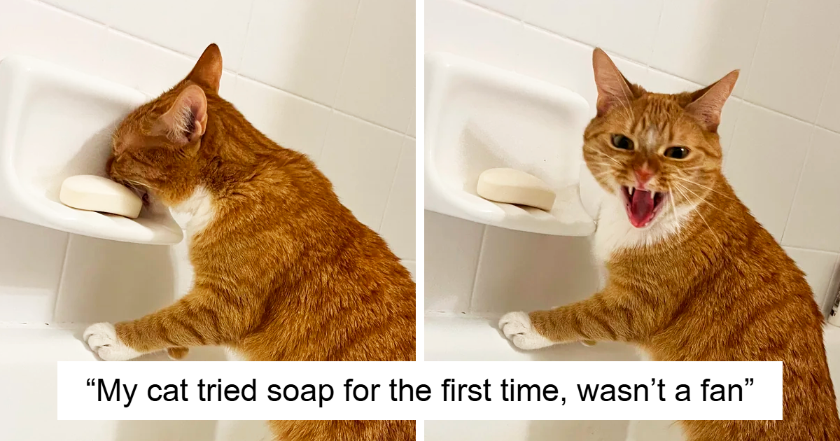 40 Photos That Confirm Orange Cats Are The Main Character In Every Room