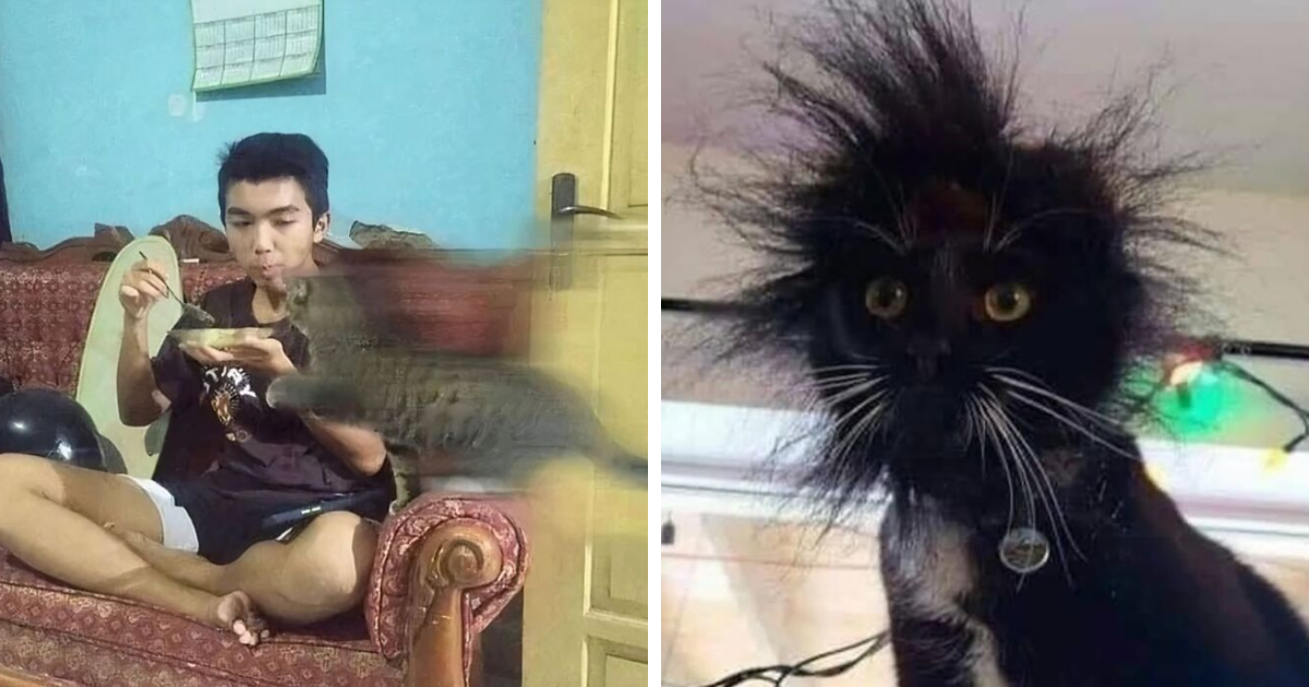 35 Funny Cat Pictures That Perfectly Capture Their Sass And Drama