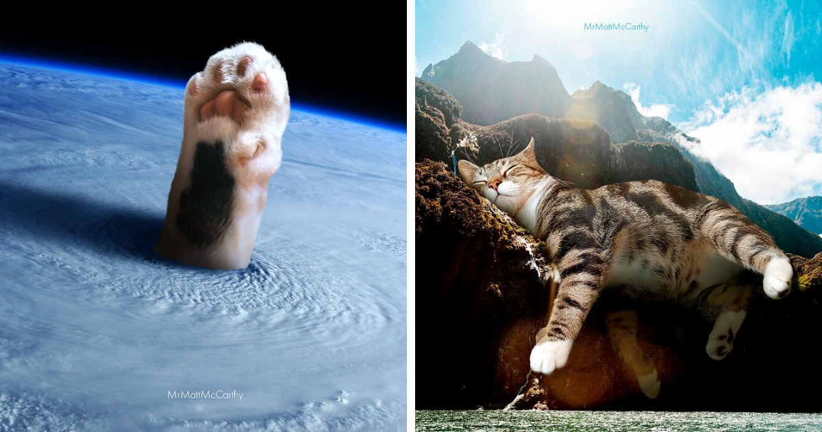 20 Surreal Cat Artworks By Matt McCarthy That Look Straight Out Of A Dream