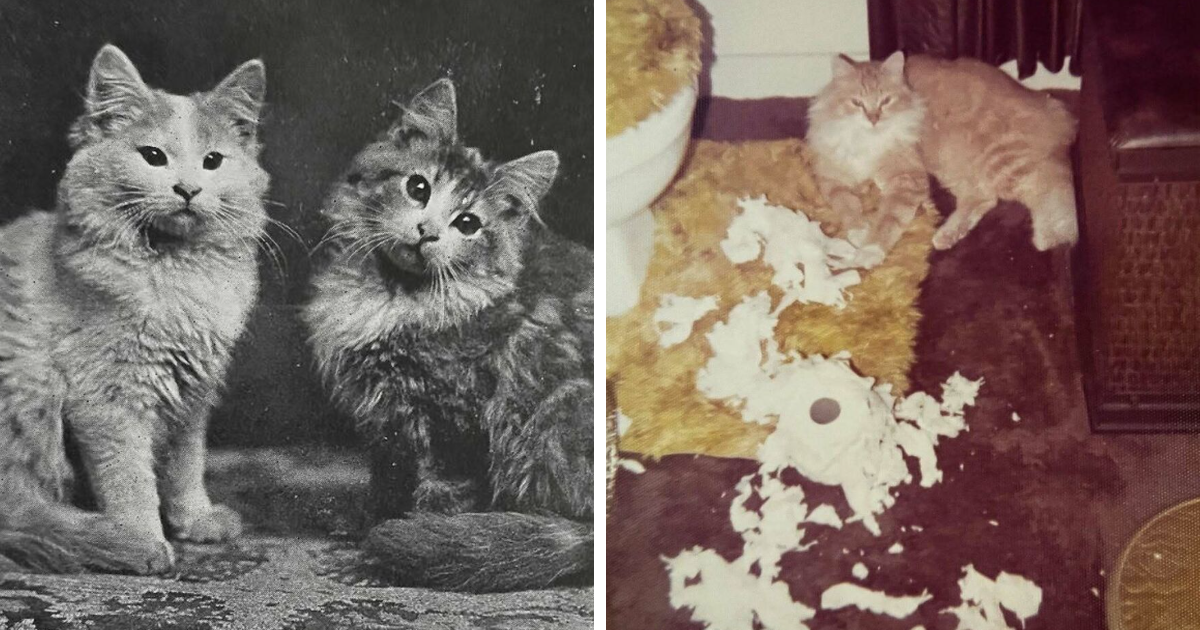 40 Vintage Cat Photos That Prove Felines Have Always Ruled Our Hearts