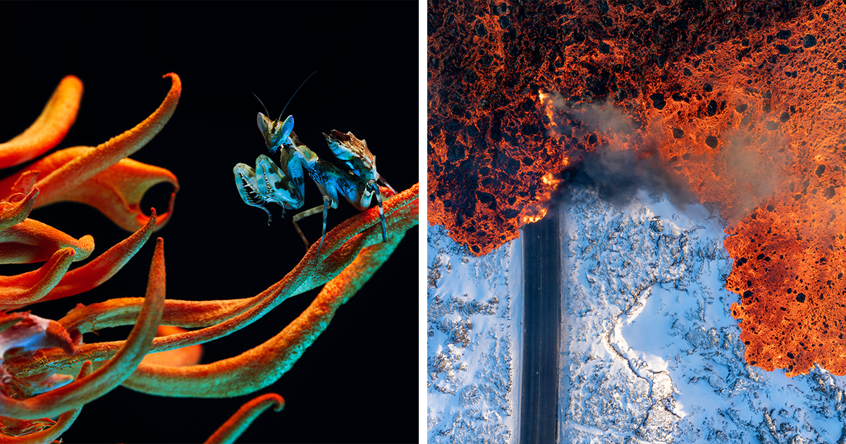 Nature At Its Finest: The Winning Images Of The 2025 World Nature Photography Awards