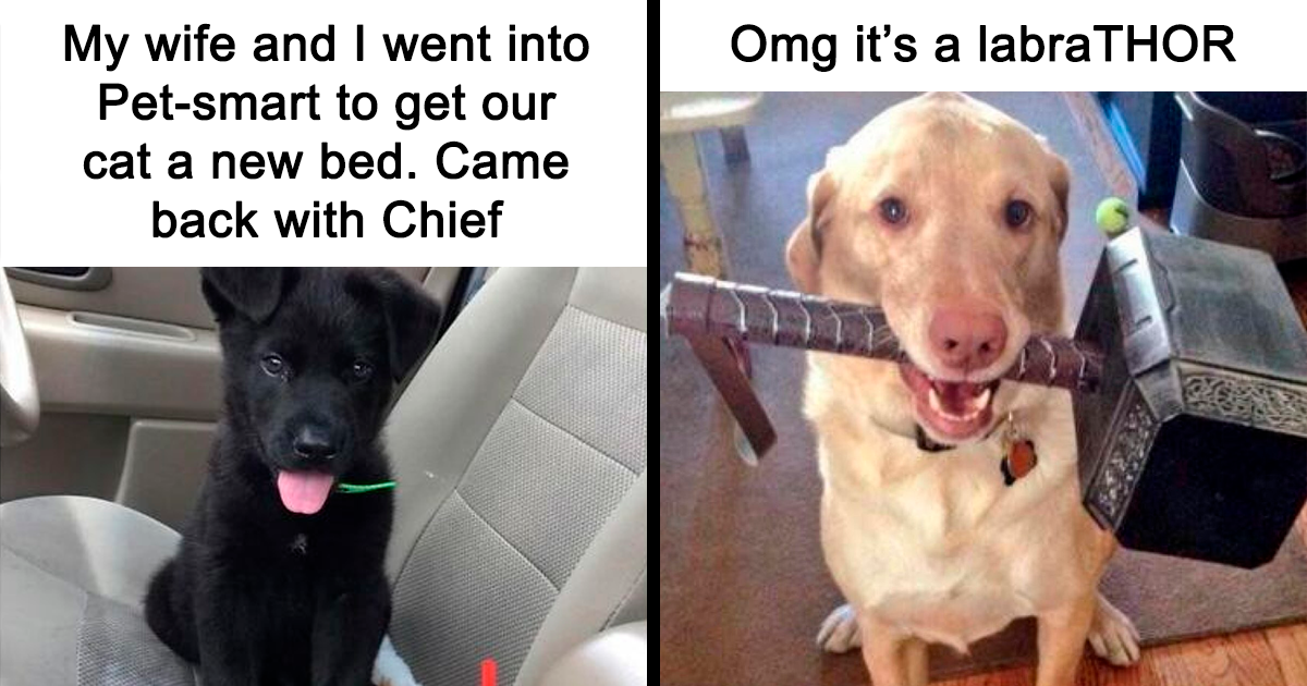 40 Animal Memes That Are Basically Therapy But Free