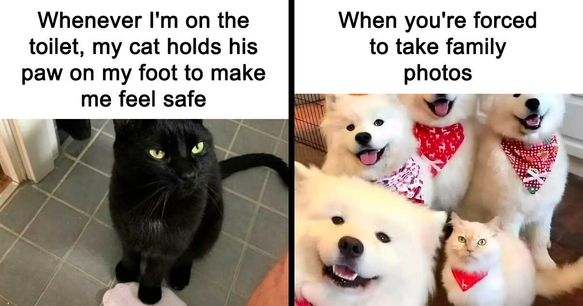 40 Cat Memes So Relatable, They Deserve Their Own Couch Session