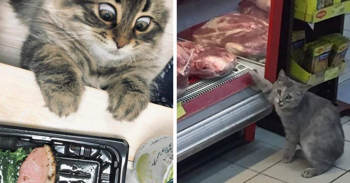 30 Ridiculously Cute Cat Pics From “Important Animal Images” To Make You Smile