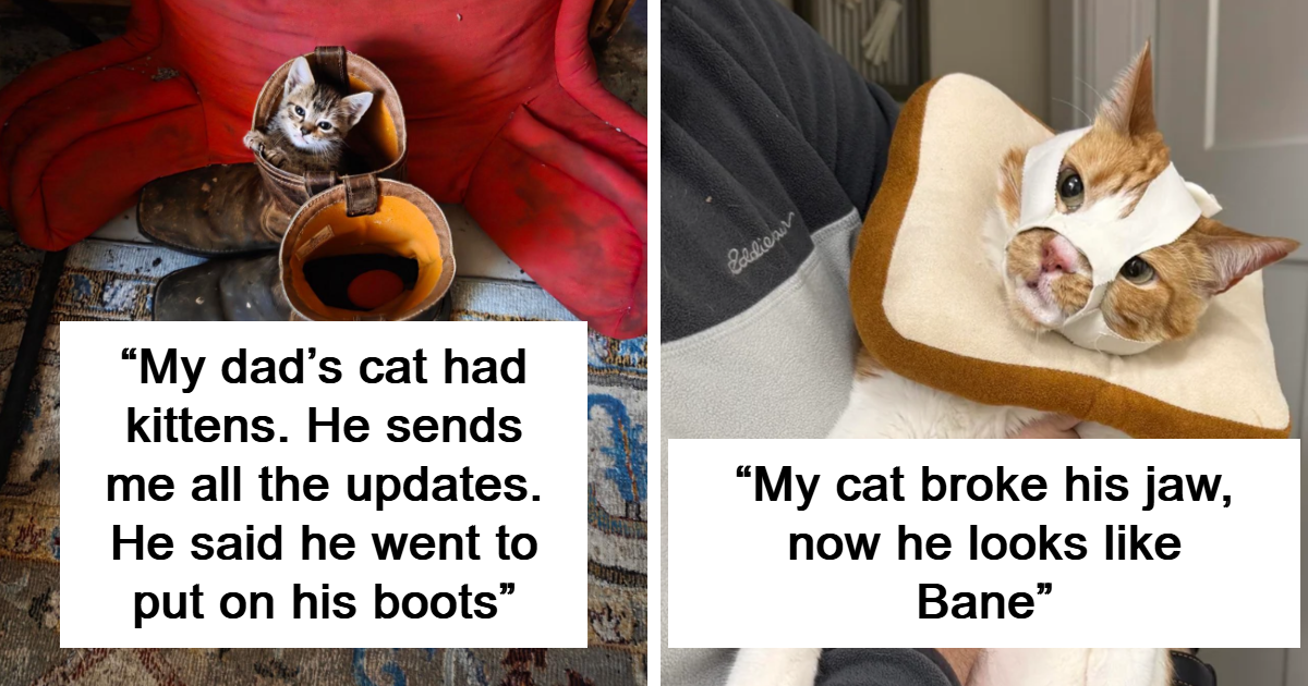 40 Times Cats Were Pure Chaos Wrapped In Fluff
