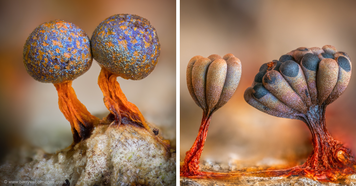 Amazing Close-Up Photos Of Slime Moulds That Look Otherworldly