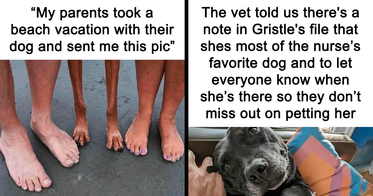 ‘Dogs Over People’: 35 Heartwarming Memes From The “Pupperish" Account