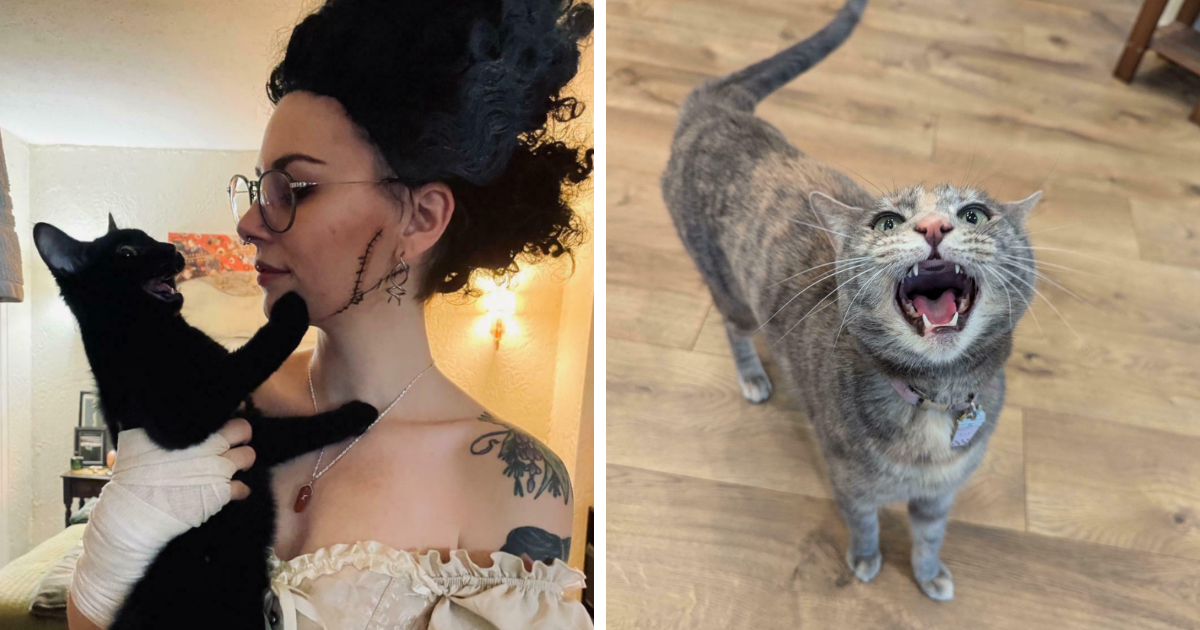 “Raw Emotion, Pure Chaos”: 40 Dramatic Cats In The Middle Of Their Big Scene