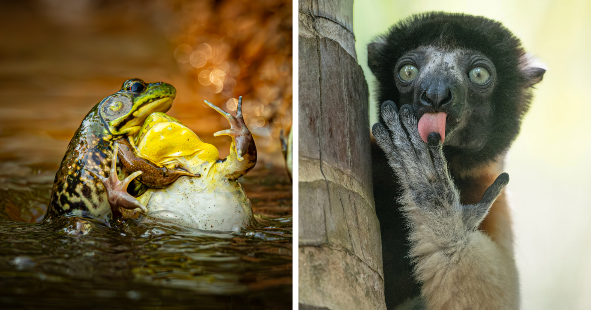 20 Sassy, Clumsy, And Hilarious Finalist Photos From This Year’s Nikon Comedy Wildlife Awards