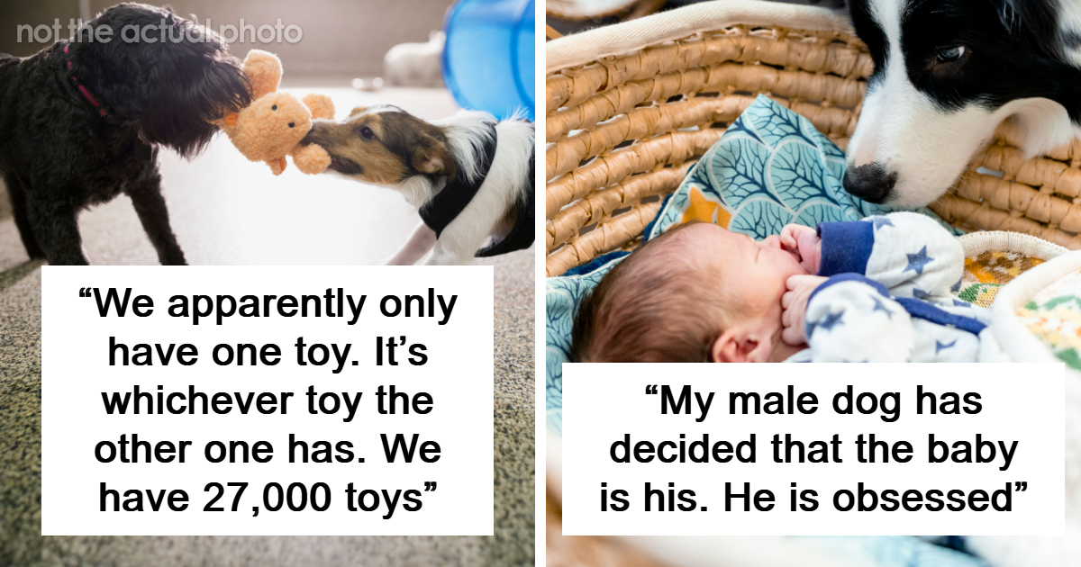 30 Pet Owners Spill The Tea On The Drama Going On Between Their Fur-Babies