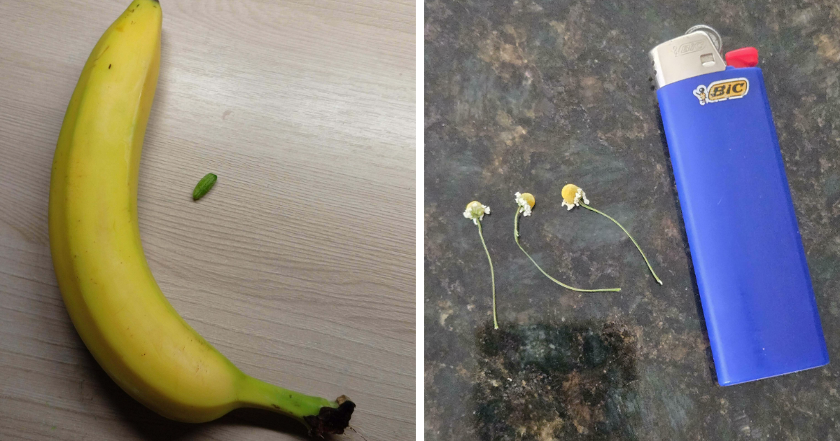 40 Epic Homegrown Harvests That Look Straight Out Of A Cartoon