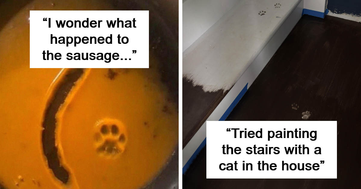 40 Times Cat Paw Prints Showed Up In The Most Unexpected Places